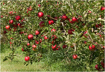 apple-orchard1
