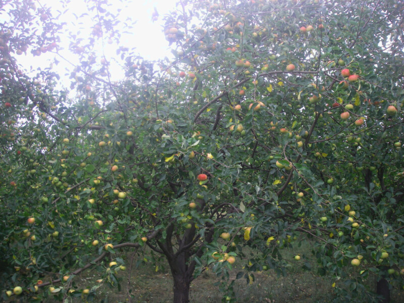rubinola